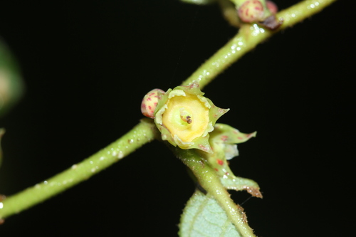 Bridelia stipularis, photograph 3