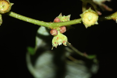 Bridelia stipularis, photograph (c) Nguyen-Khanh-Trinh Tram, some rights reserved (CC BY)