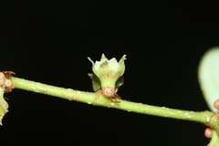 Bridelia stipularis, photograph (c) Nguyen-Khanh-Trinh Tram, some rights reserved (CC BY)