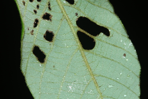 Bridelia stipularis, photograph 6