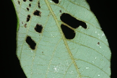 Bridelia stipularis, photograph (c) Nguyen-Khanh-Trinh Tram, some rights reserved (CC BY)