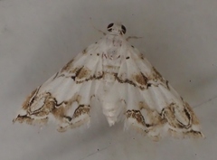 Oxyelophila callista