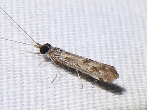 Winding Mortarjoint Caddisfly