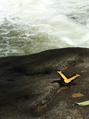 Heraclides androgeus epidaurus