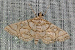 Pseudopyrausta santatalis