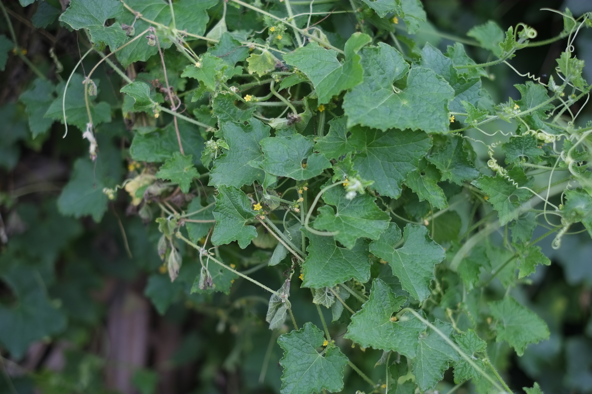 Cucumis maderaspatanus (Cucumis maderaspatanus)