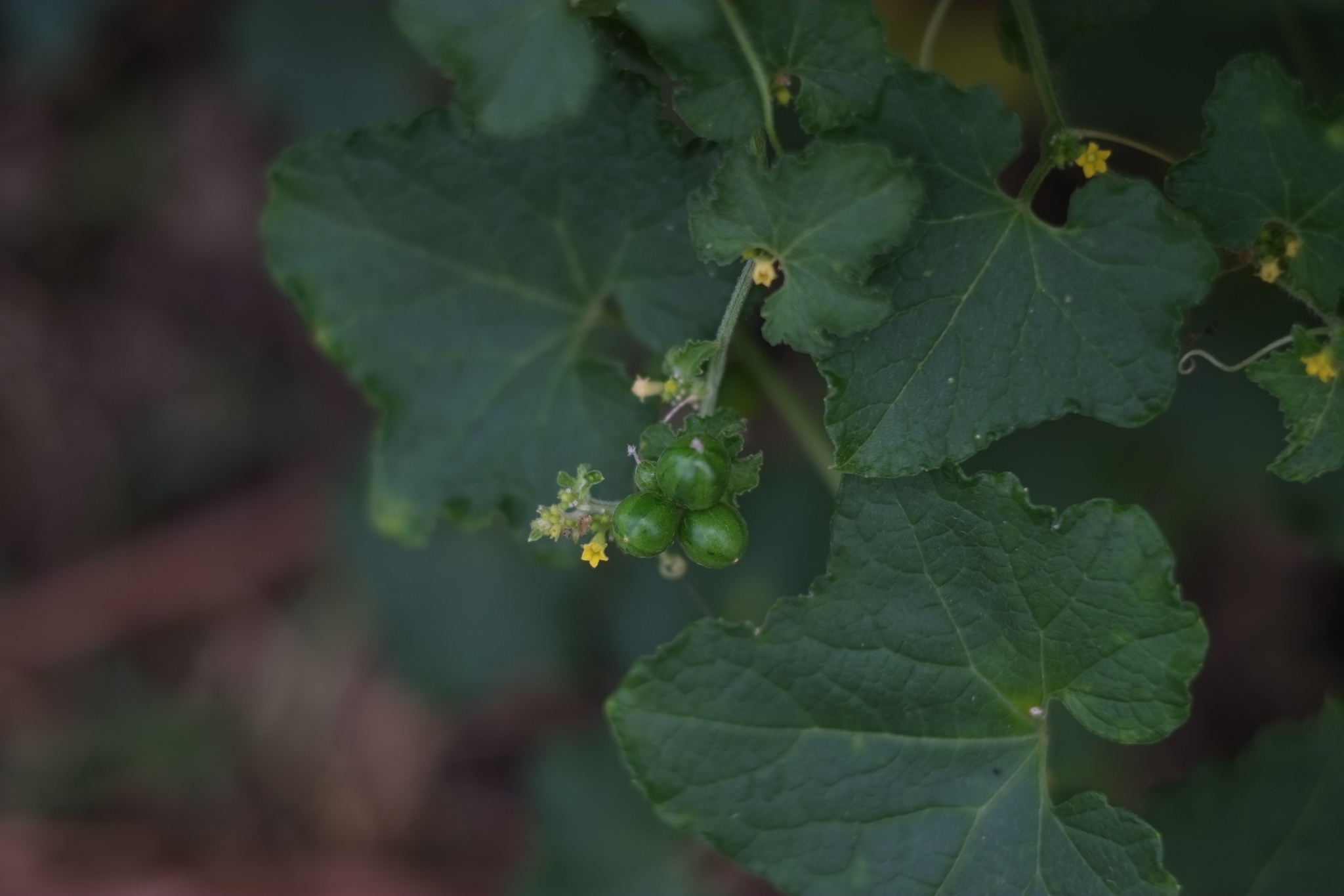 Cucumis maderaspatanus — ảnh 3
