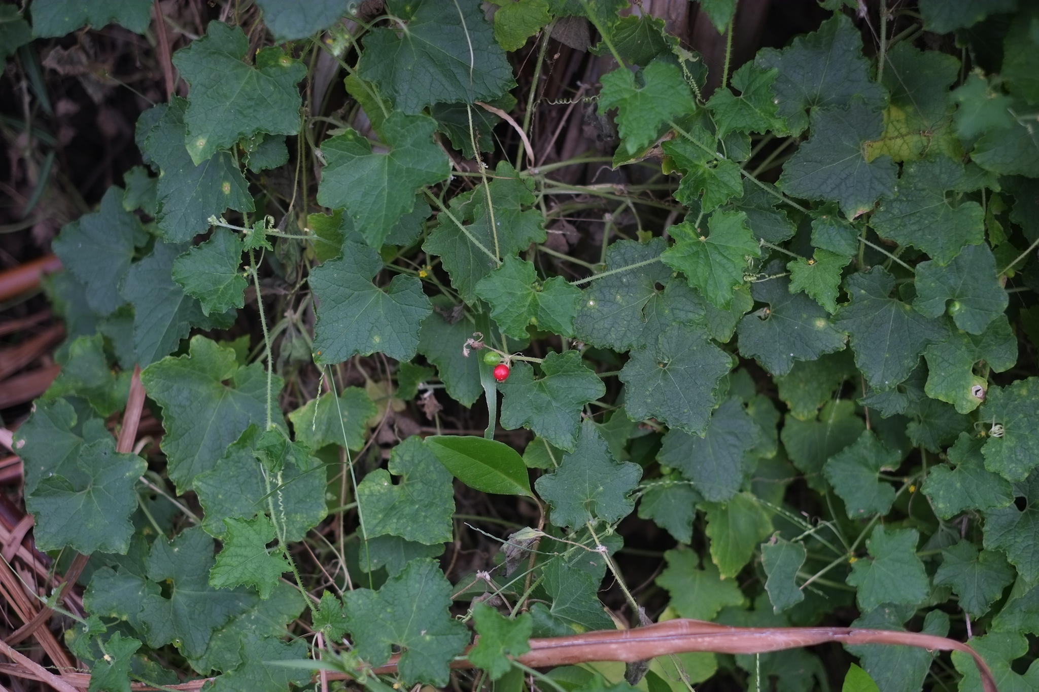 Cucumis maderaspatanus — ảnh 2
