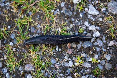 Limax cinereoniger