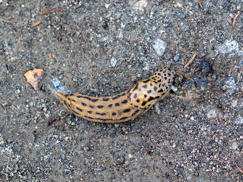 Limax maximus