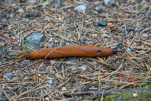 Arion vulgaris