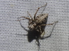 Oxyopes acleistus