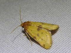 Azenia obtusa