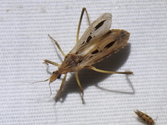 Narvesus carolinensis