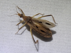 Narvesus carolinensis