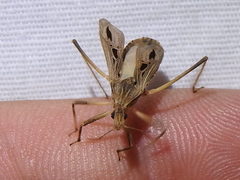 Narvesus carolinensis