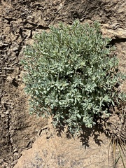Hylotelephium tatarinowii