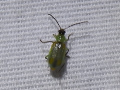 Diabrotica longicornis