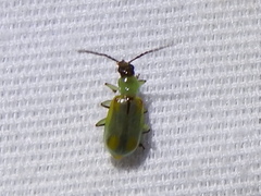 Diabrotica longicornis