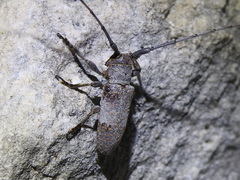 Oncideres cingulata