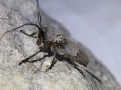 Oncideres cingulata