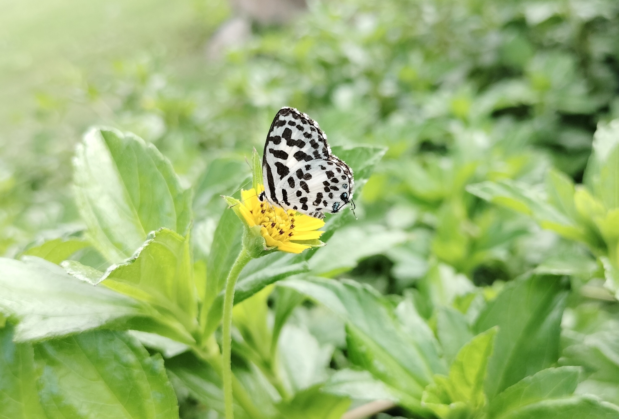 Common Pierrot