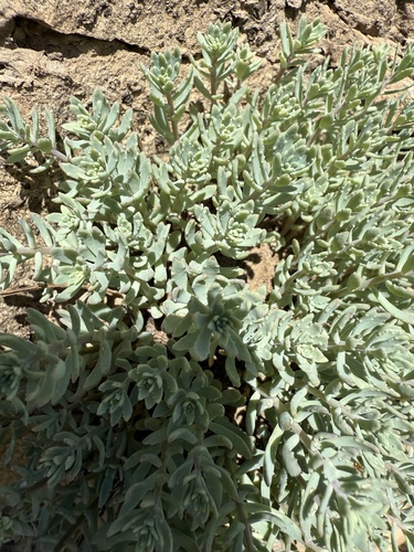 Hylotelephium tatarinowii, photograph 2