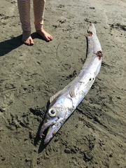 Lepidopus caudatus