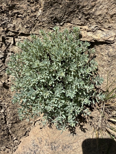 Hylotelephium tatarinowii, photograph 3