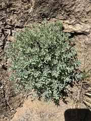 Hylotelephium tatarinowii, photograph (c) Jane Charlen, some rights reserved (CC BY)