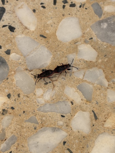 Redtrim Bug