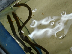 Erpetoichthys calabaricus