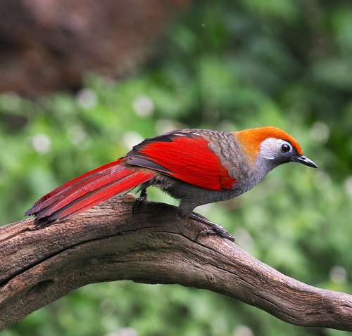 Red-tailed Laughingthrush (Trochalopteron milnei), photo 4