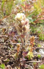 Castilleja parviflora