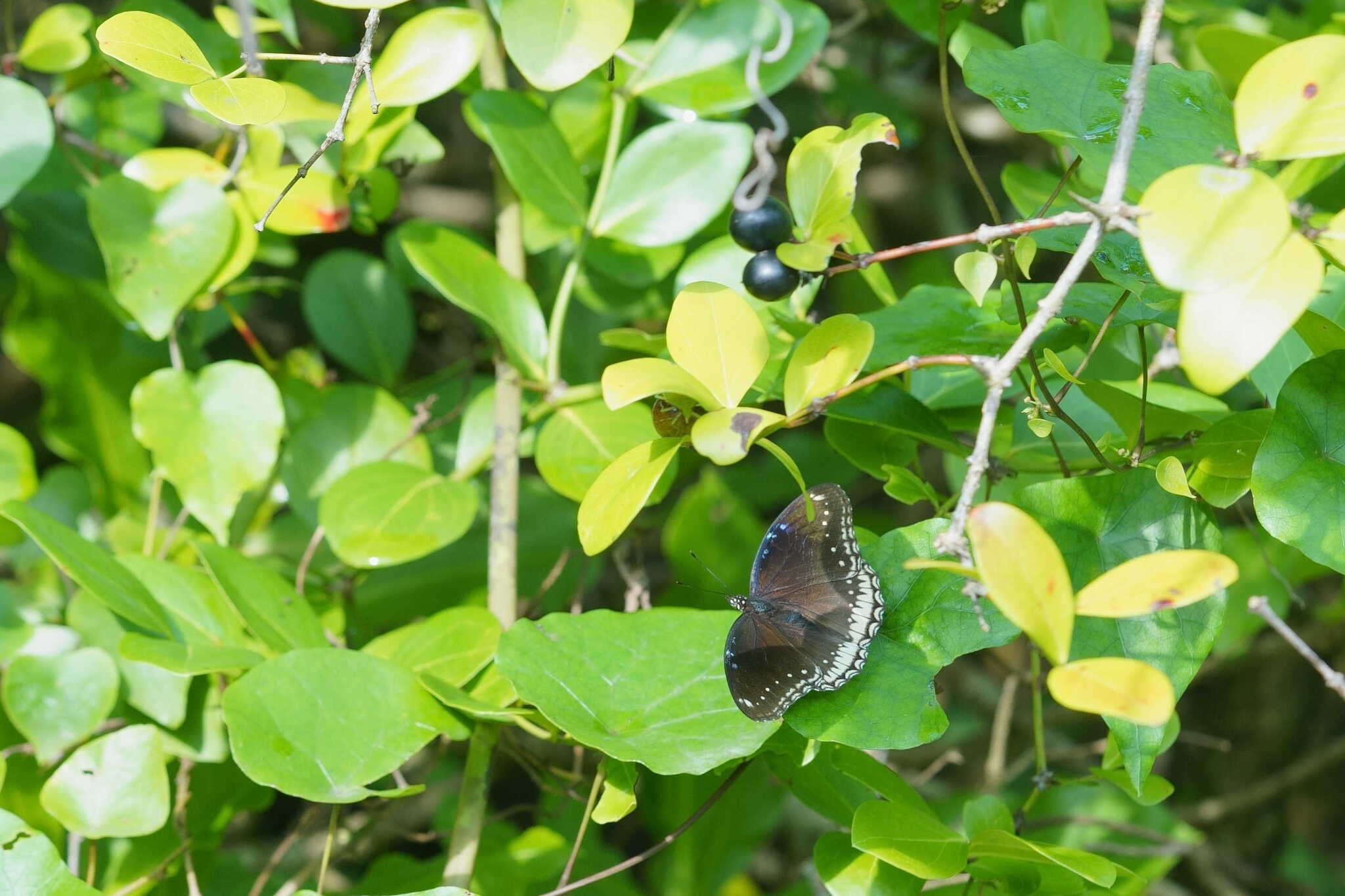 Great Eggfly