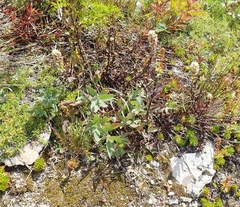 Castilleja parviflora