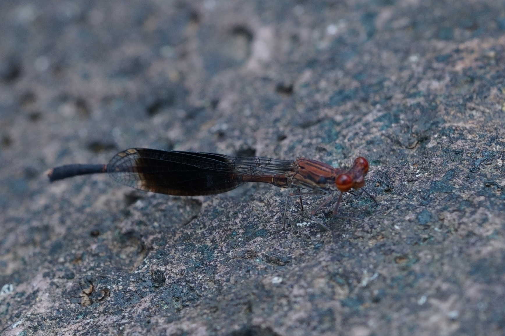Black-Banded Threadtail