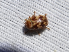 Cryptocephalus implacidus
