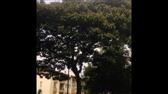 Croton magdalenensis