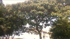 Croton magdalenensis