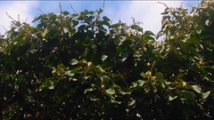 Croton magdalenensis