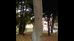 Croton magdalenensis