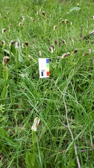 Pterostylis cucullata