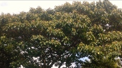 Croton magdalenensis