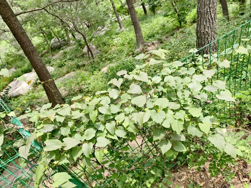 Vitis flexuosa observed 2025-06-09