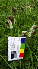 Pterostylis cucullata