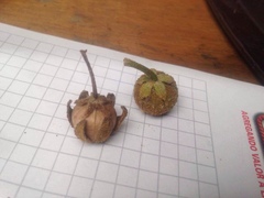 Croton magdalenensis