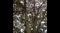 Croton magdalenensis