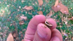 Croton magdalenensis