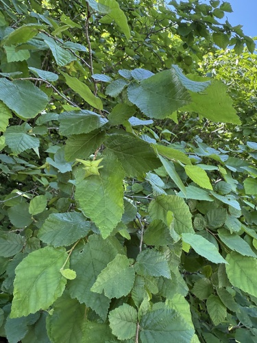 Ostryopsis davidiana